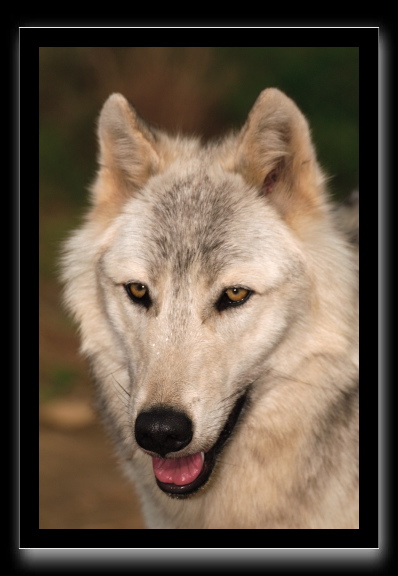 loup1
