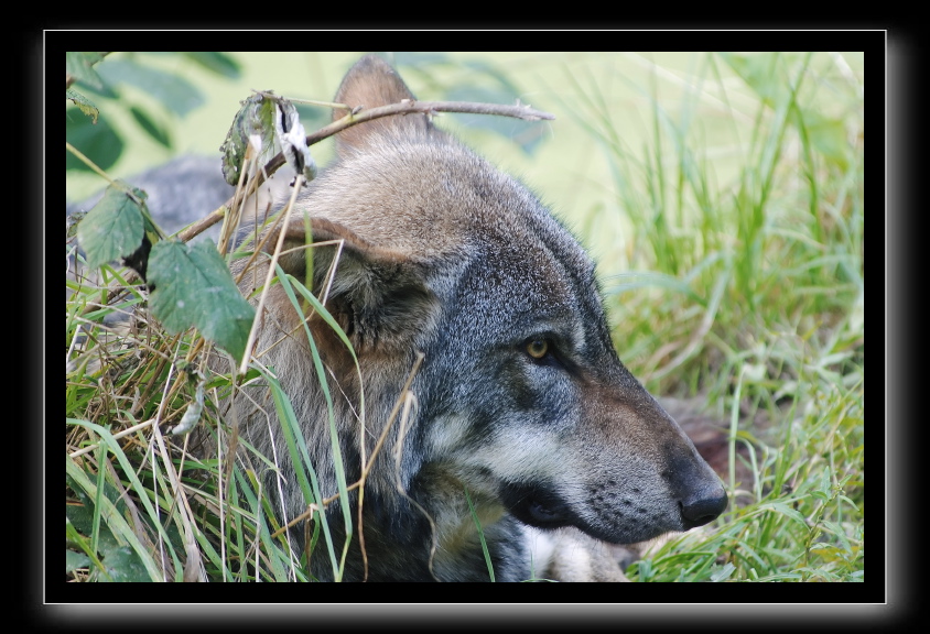 Loup gris