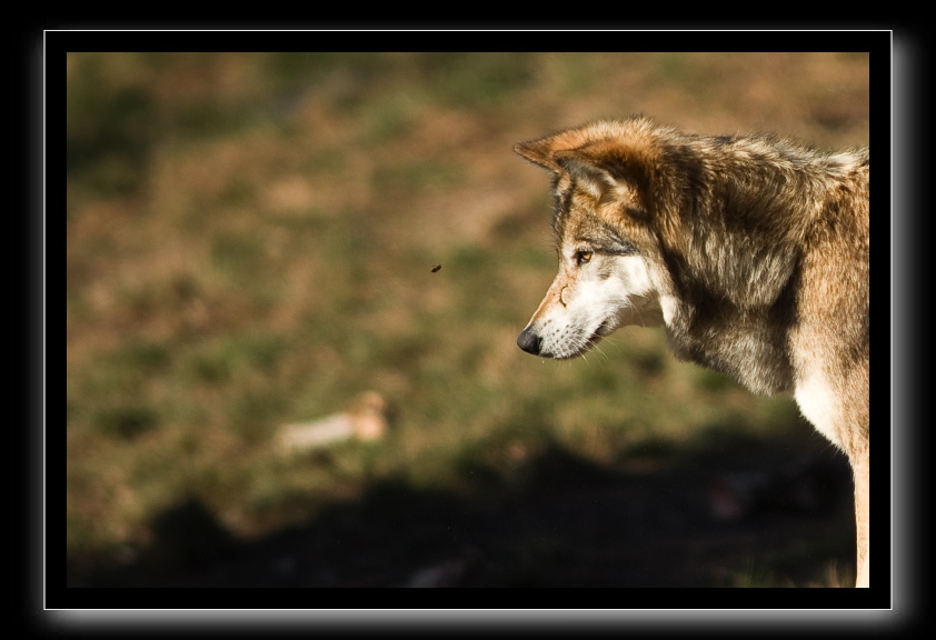 _DSC1157-2