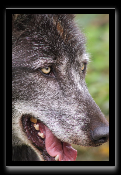loup2