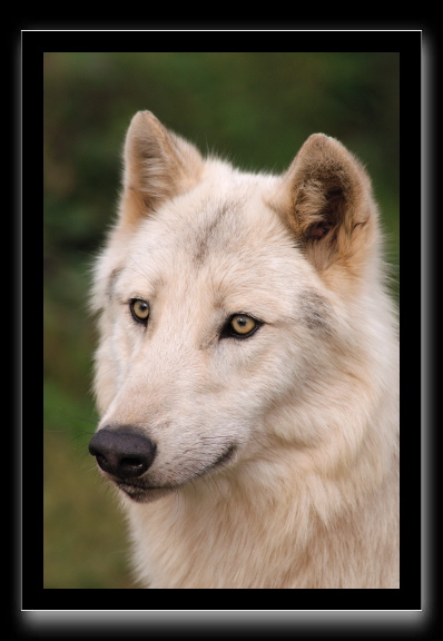 Loup