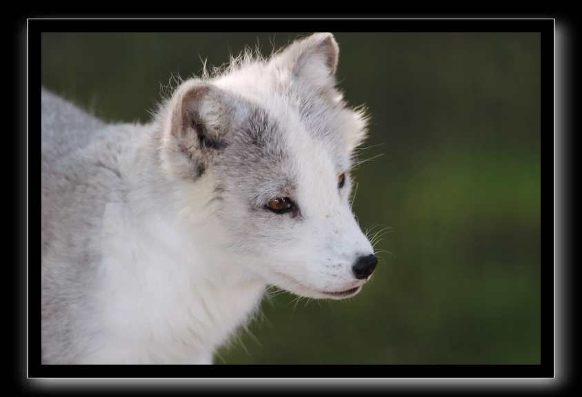 Renard blanc