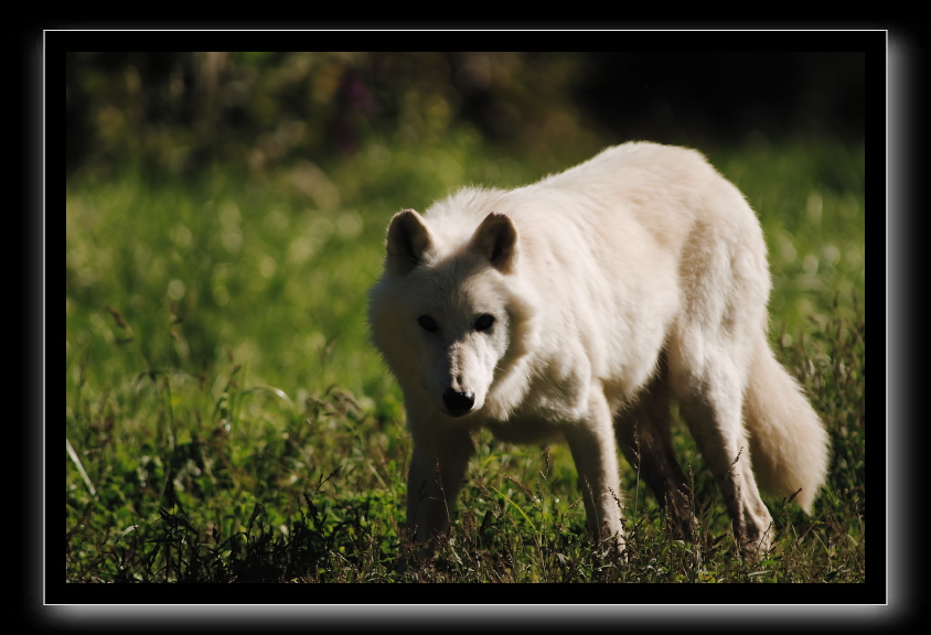 Loup blanc