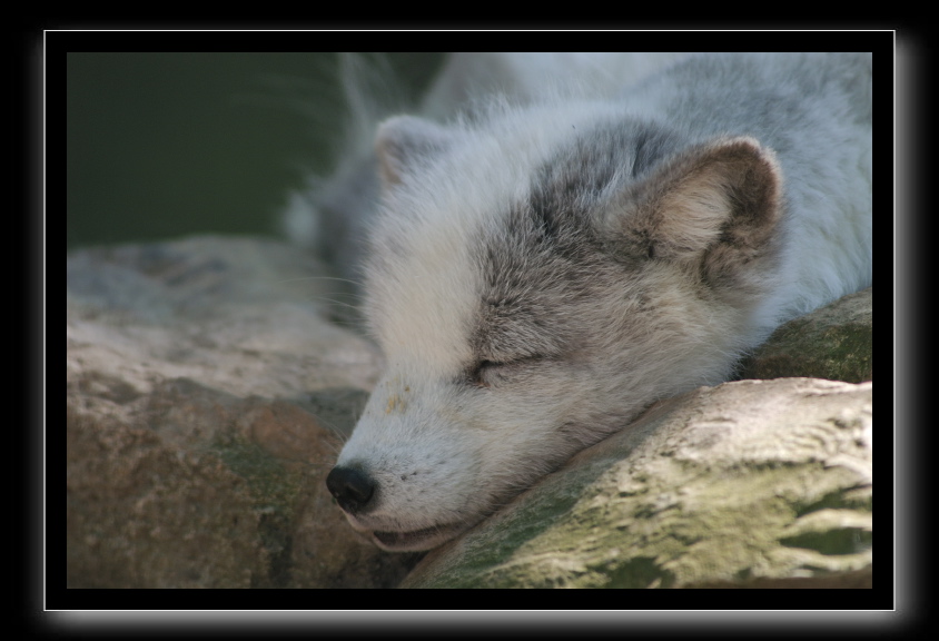 Renard arctique