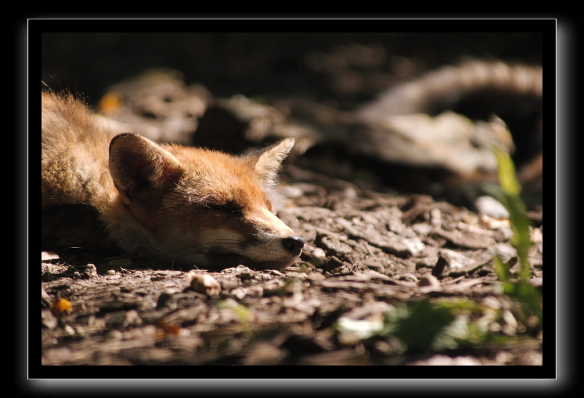 Renard roux