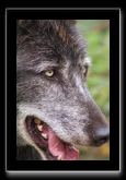 loup2