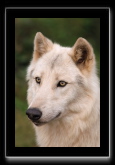Loup