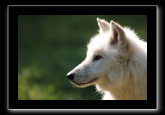 Loup blanc