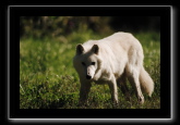 Loup blanc