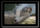 Renard arctique