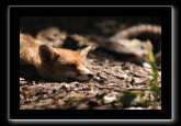 Renard roux